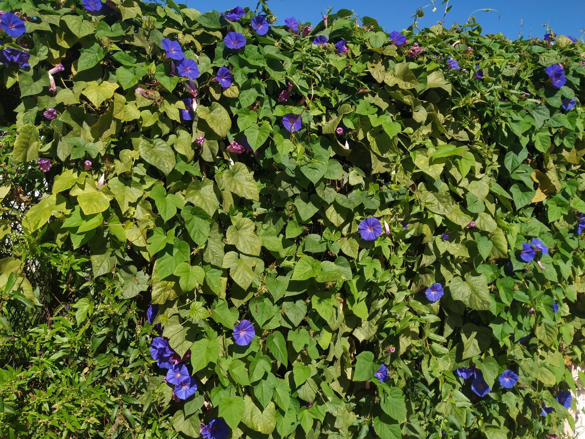 Ipomoea purpurea